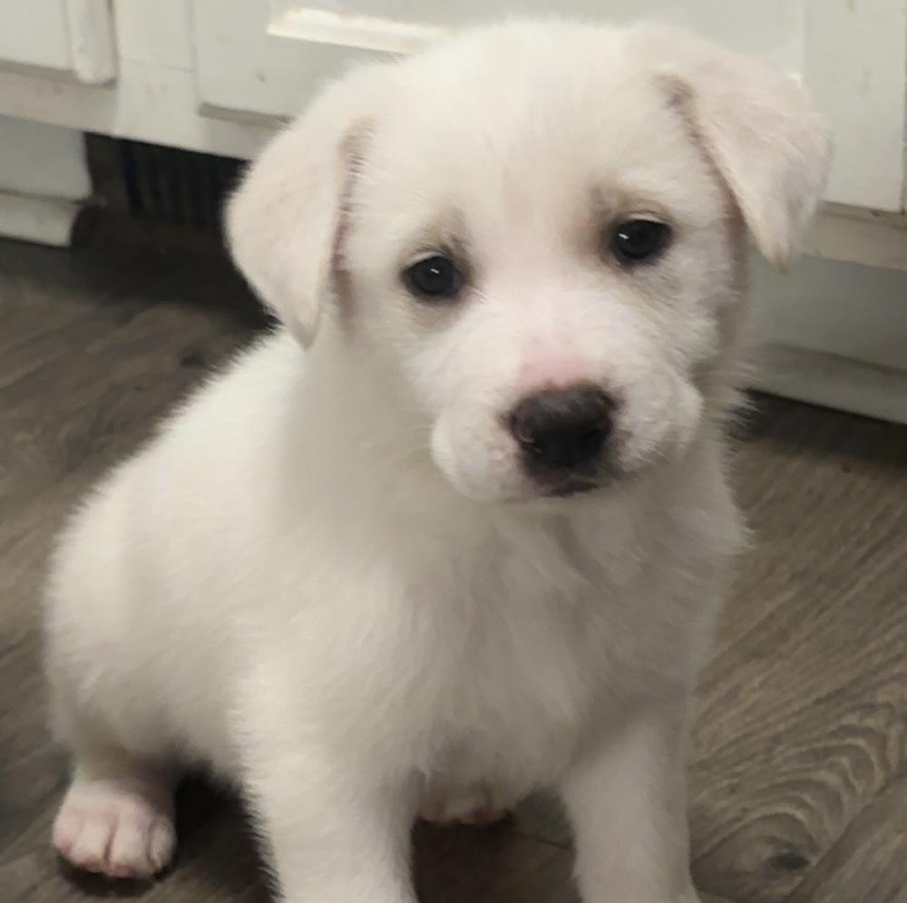 Justice, Adopted, Puppy Female Great Pyrenees & Anatolian Shepherd.