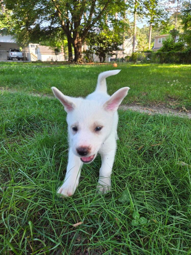 Enlarge Justice, a Adopted mixed breed in Wendell, NC image 2/4