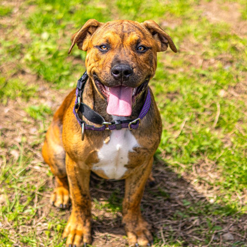 Ziggy, Adoptable, Young Female American Staffordshire Terrier & German Shepherd Dog.