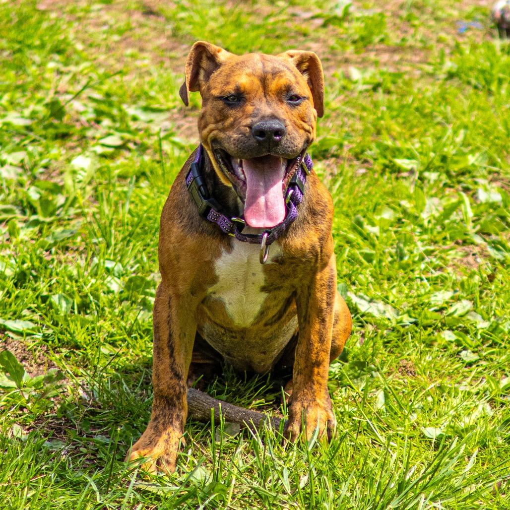 Enlarge Ziggy, a Adoptable mixed breed in Newark, DE image 2/6