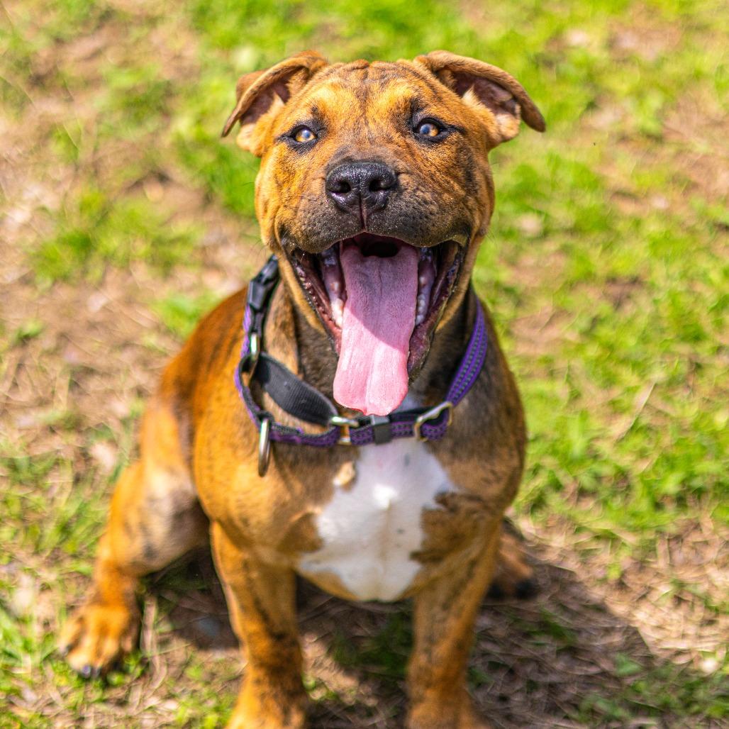 Enlarge Ziggy, a Adoptable mixed breed in Newark, DE image 4/6
