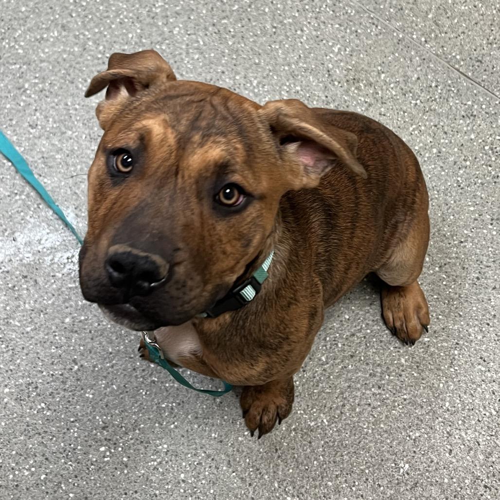 Enlarge Ziggy, a Adoptable mixed breed in Newark, DE image 6/6