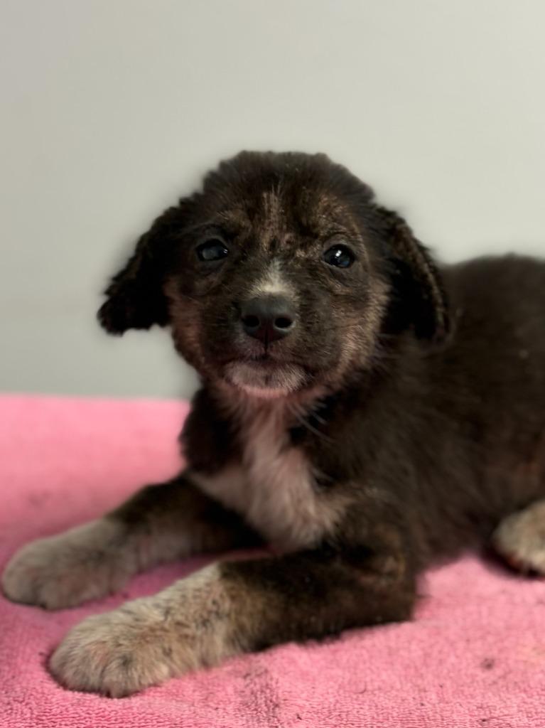 Flutter, Adoptable, Puppy Female Collie & Mixed Breed.
