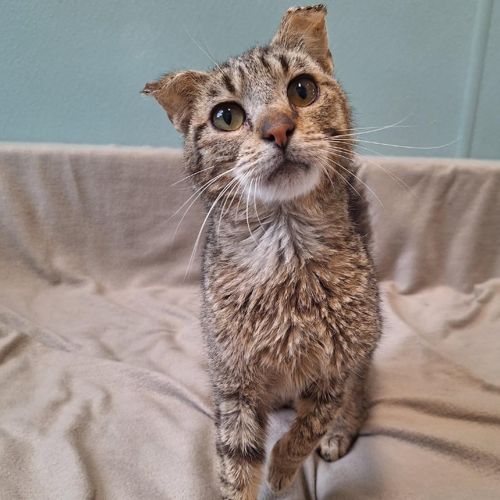 Enlarge Bill Nye, a Adoptable Domestic Short Hair in Attica, NY image 1/2