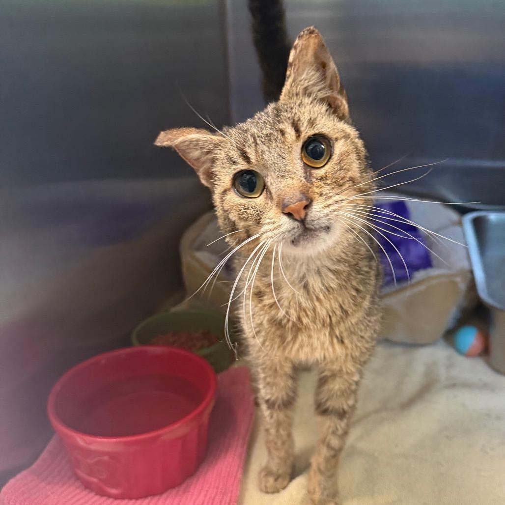 Enlarge Bill Nye, a Adoptable Domestic Short Hair in Attica, NY image 2/2