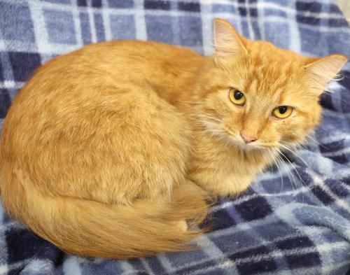 Enlarge Bree, a Adoptable mixed breed in Thief River Falls, MN image 1/1
