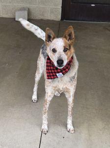 Enlarge Max, a ADOPTABLE mixed breed in Bucyrus, OH image 1/5