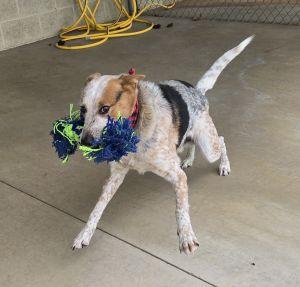 Enlarge Max, a ADOPTABLE mixed breed in Bucyrus, OH image 3/5