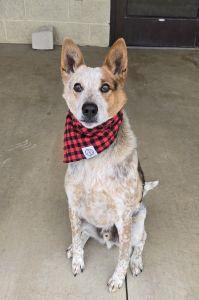 Max, ADOPTABLE, Adult Male Australian Cattle Dog / Blue Heeler & Jack Russell Terrier.