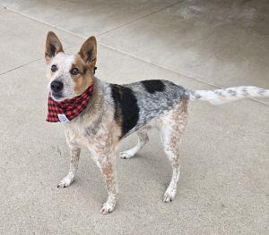 Enlarge Max, a ADOPTABLE mixed breed in Bucyrus, OH image 5/5
