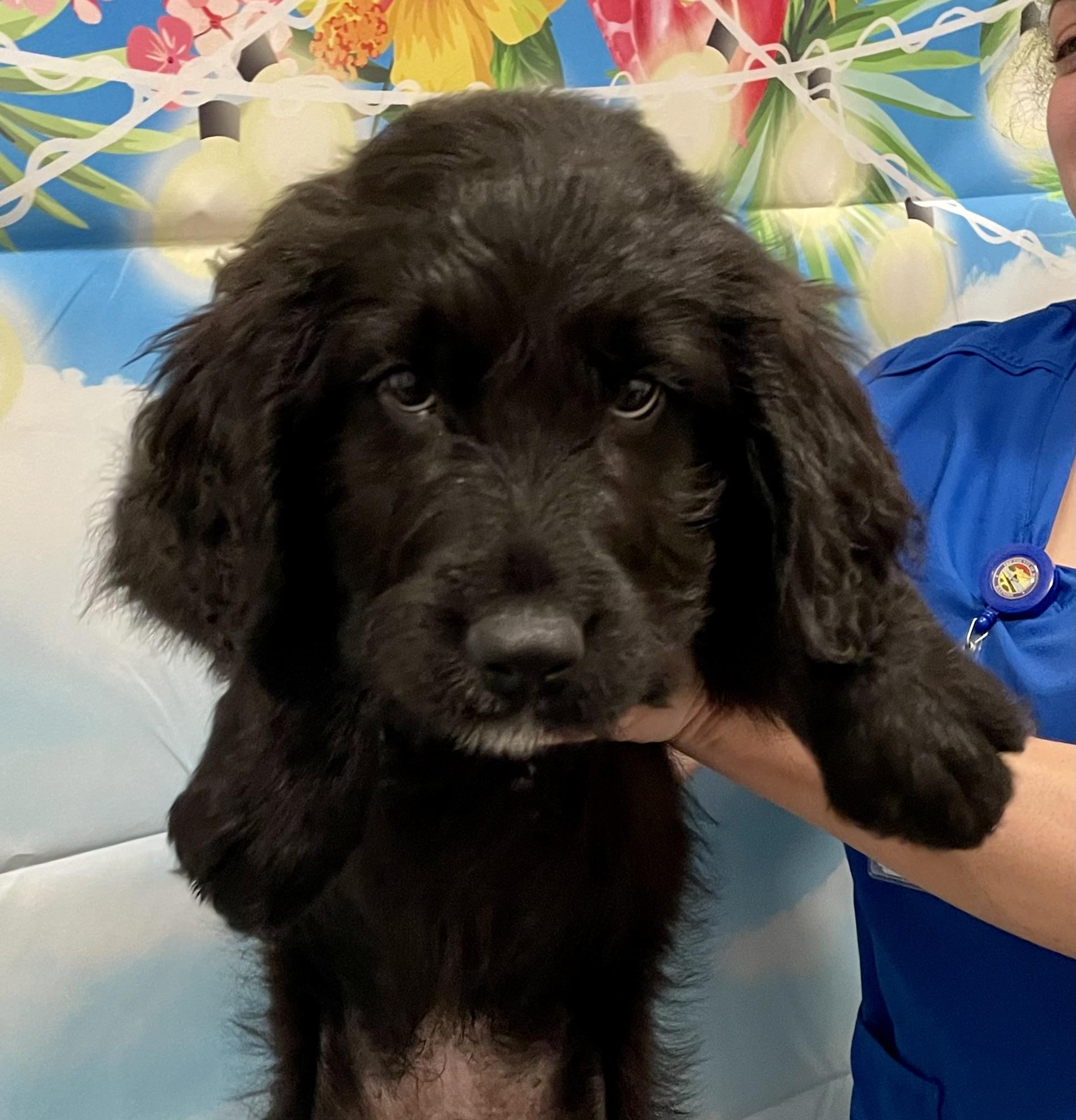 Earl, Adopted, Puppy Male .