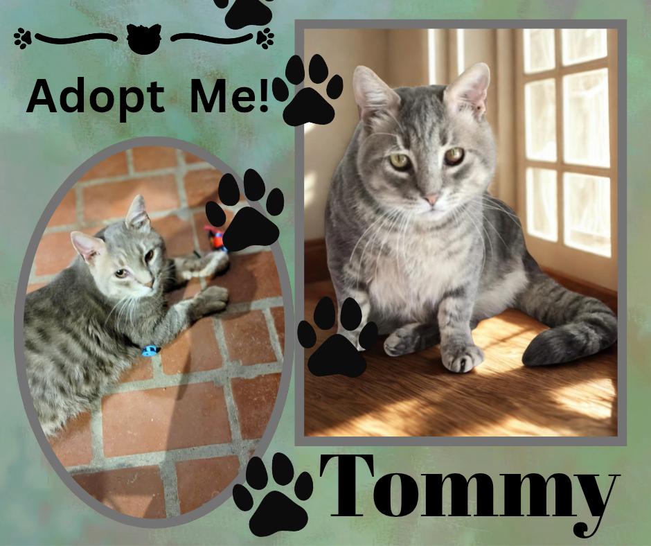 Tommy, Adoptable, Adult Male American Shorthair.