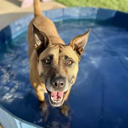 Enlarge Lilee, a Adoptable mixed breed in The Colony, TX image 5/6