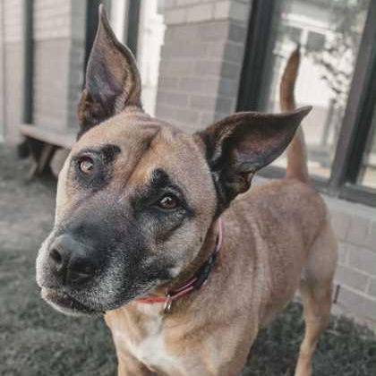 Enlarge Lilee, a Adoptable mixed breed in The Colony, TX image 6/6