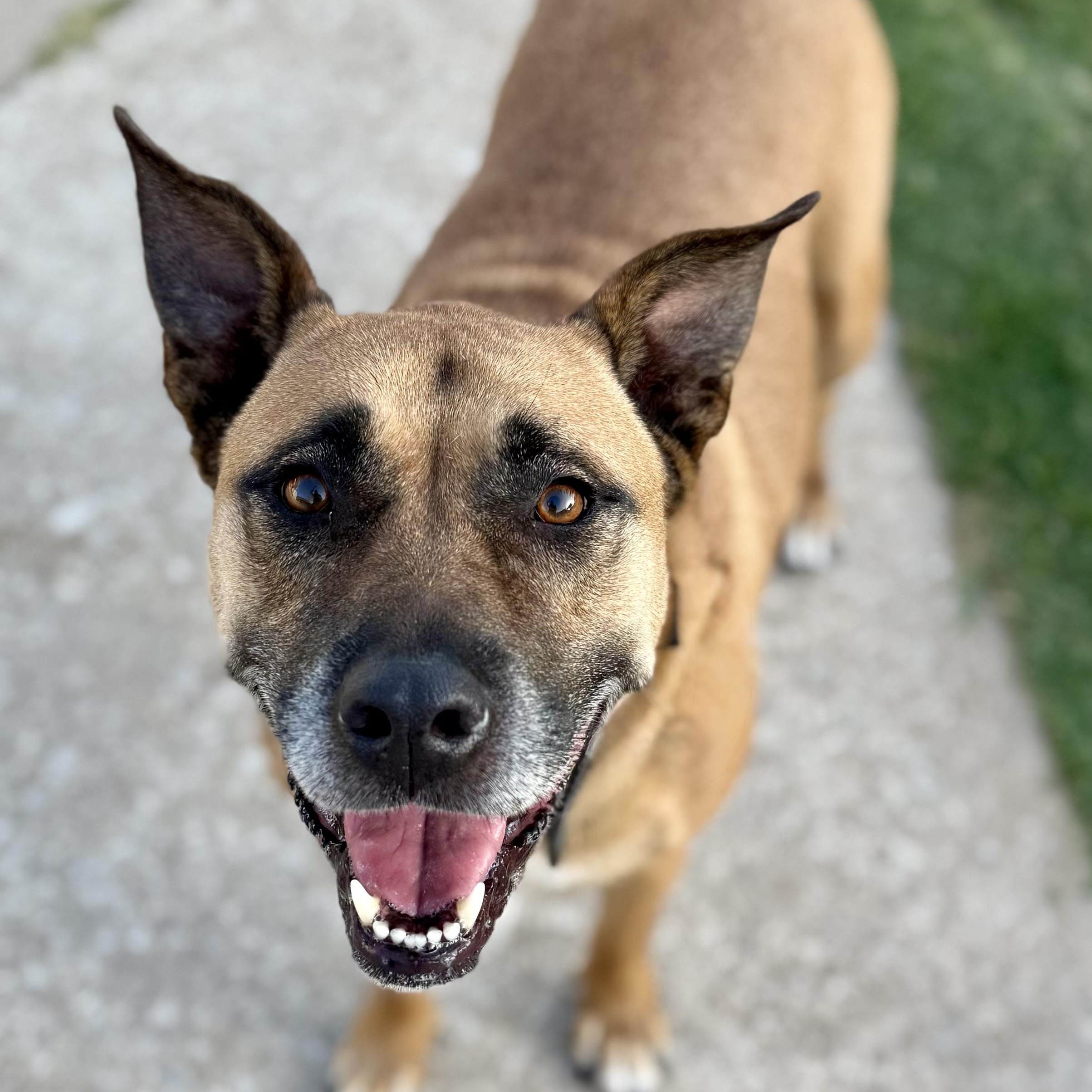 Lilee, Adoptable, Adult Female Shepherd.