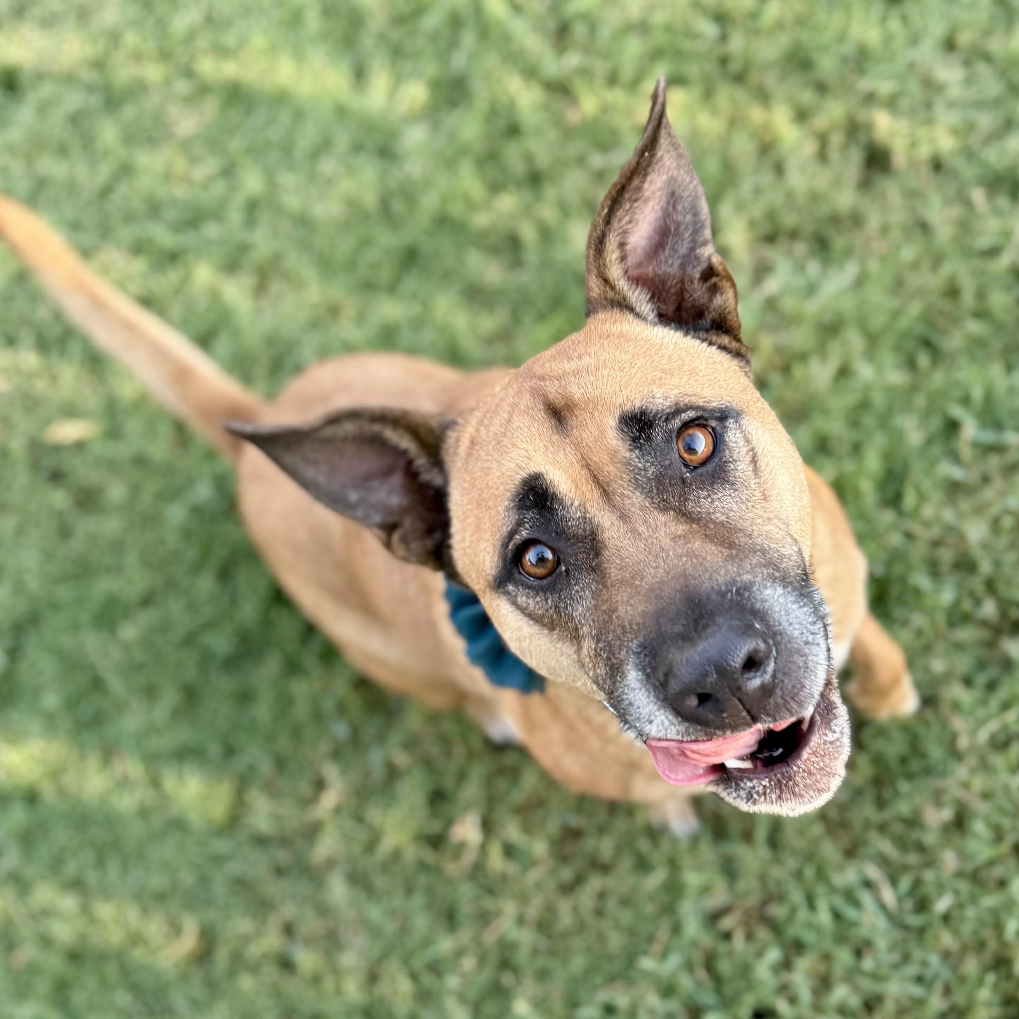 Enlarge Lilee, a Adoptable mixed breed in The Colony, TX image 3/6