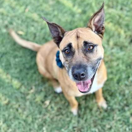 Enlarge Lilee, a Adoptable mixed breed in The Colony, TX image 1/6