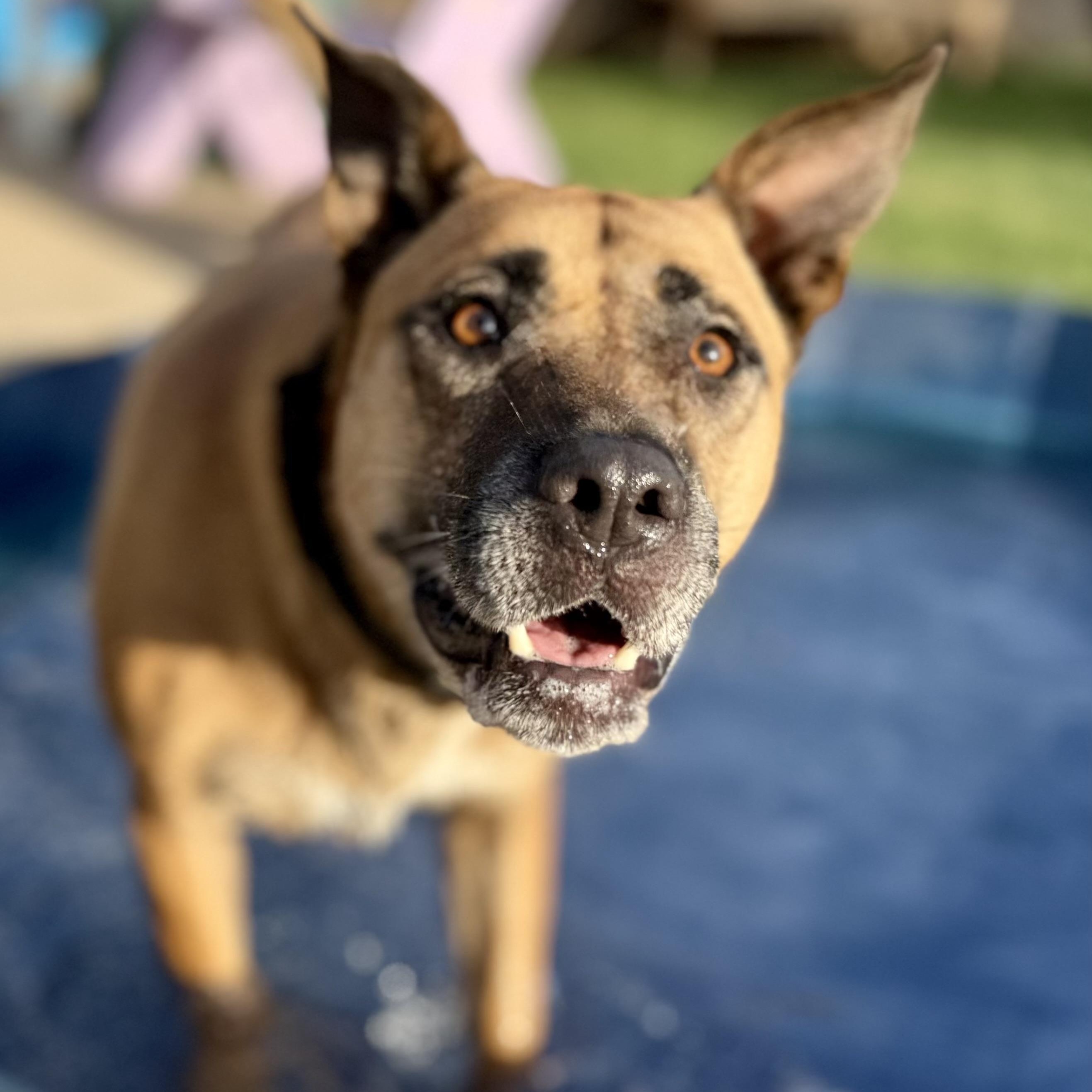 Enlarge Lilee, a Adoptable mixed breed in The Colony, TX image 4/6