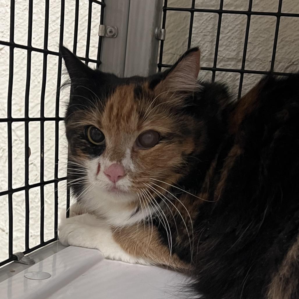 Nova, ADOPTABLE, Senior Female Calico.