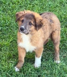 Enlarge Corvair, a Adoptable Australian Shepherd in Thompson Falls, MT image 1/1