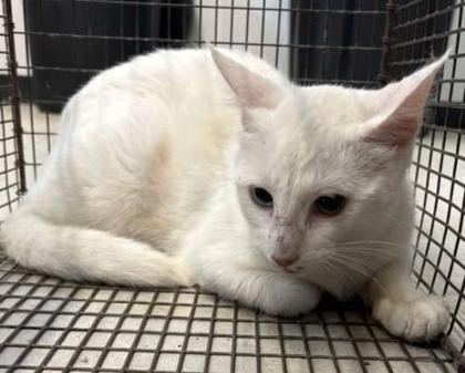 Snow White-barn cat, Adoptable, Adult Female Domestic Short Hair & Domestic Short Hair.