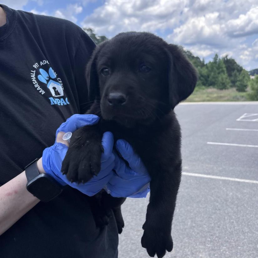 Coutu / Hattie, Adopted, Puppy Female Labrador Retriever & Mixed Breed.