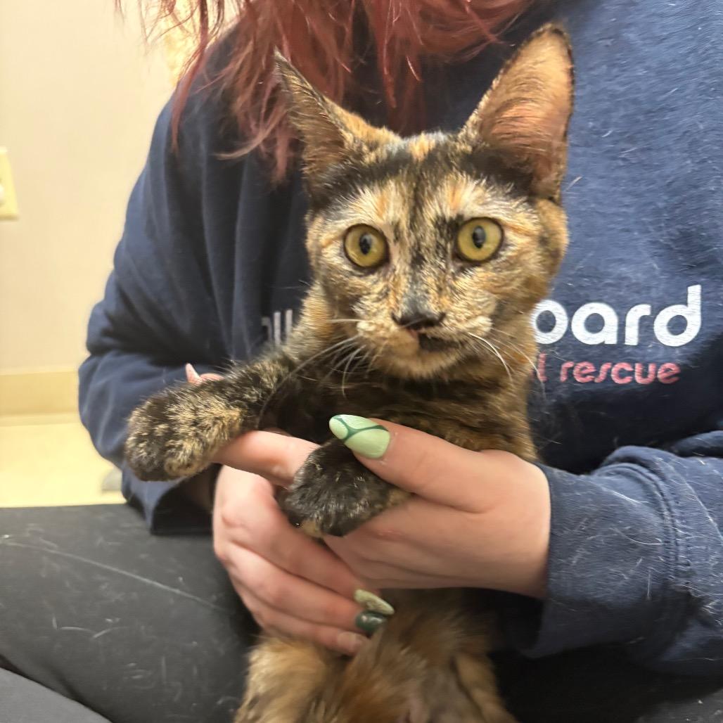 Enlarge Soup, a Adoptable mixed breed in Fort Collins, CO image 1/4