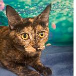 Enlarge Soup, a Adoptable mixed breed in Fort Collins, CO image 2/4