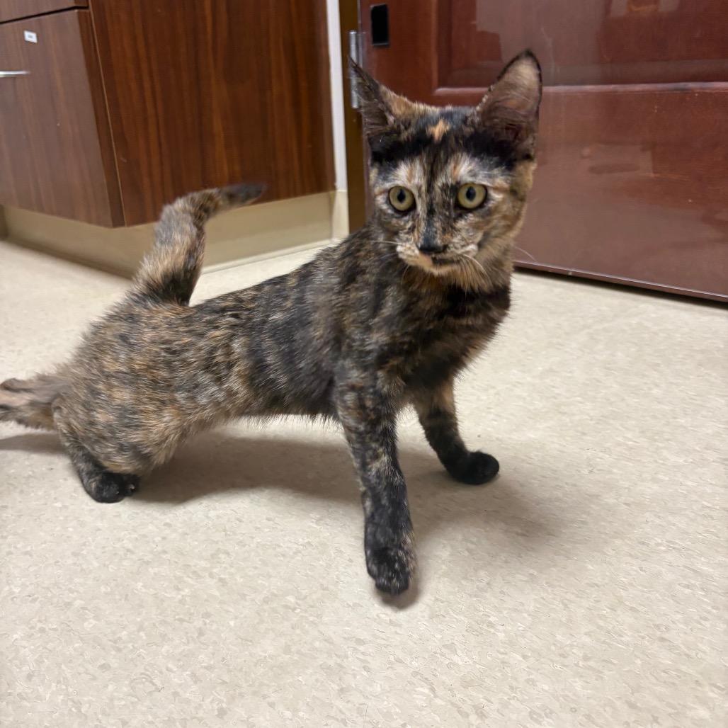 Enlarge Soup, a Adoptable mixed breed in Fort Collins, CO image 3/4