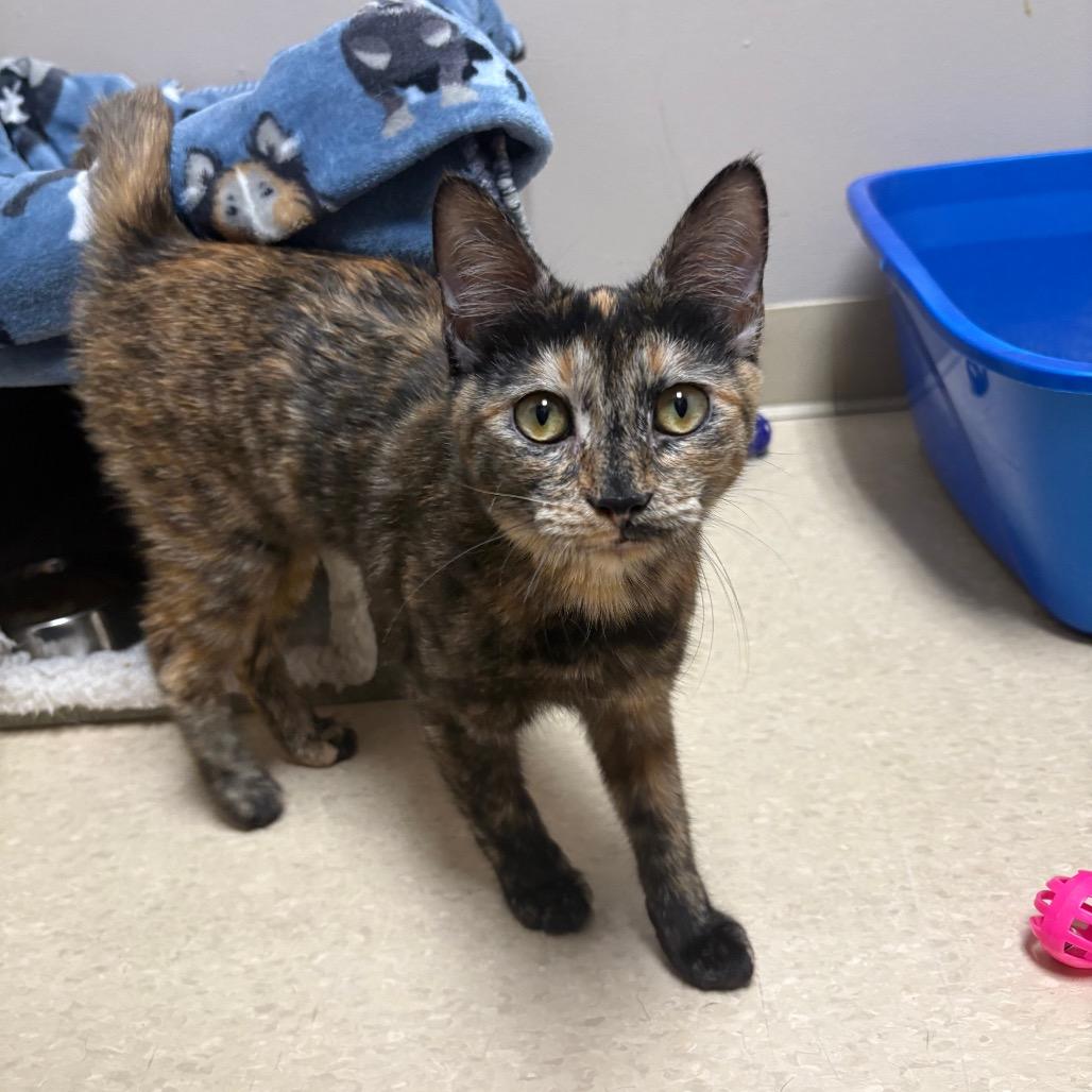 Enlarge Soup, a Adoptable mixed breed in Fort Collins, CO image 4/4