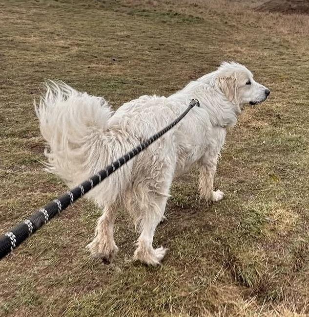 Hazel, a Adoptable Great Pyrenees in Hamilton, MT image 2/3