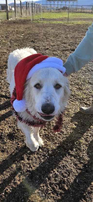 Hazel, a Adoptable Great Pyrenees in Hamilton, MT image 3/3