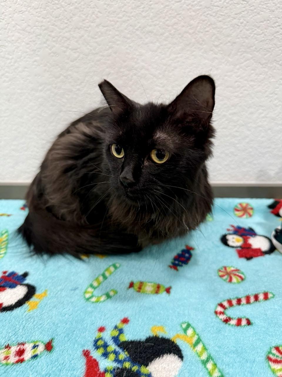 Penny, an adopted Domestic Long Hair in Las Vegas, NV image 2/3