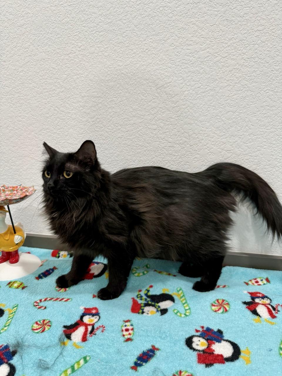 Penny, adopted, Young Female Domestic Long Hair.