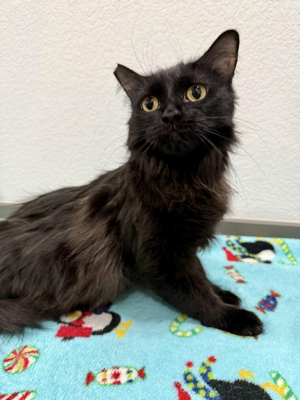 Penny, an adopted Domestic Long Hair in Las Vegas, NV image 3/3