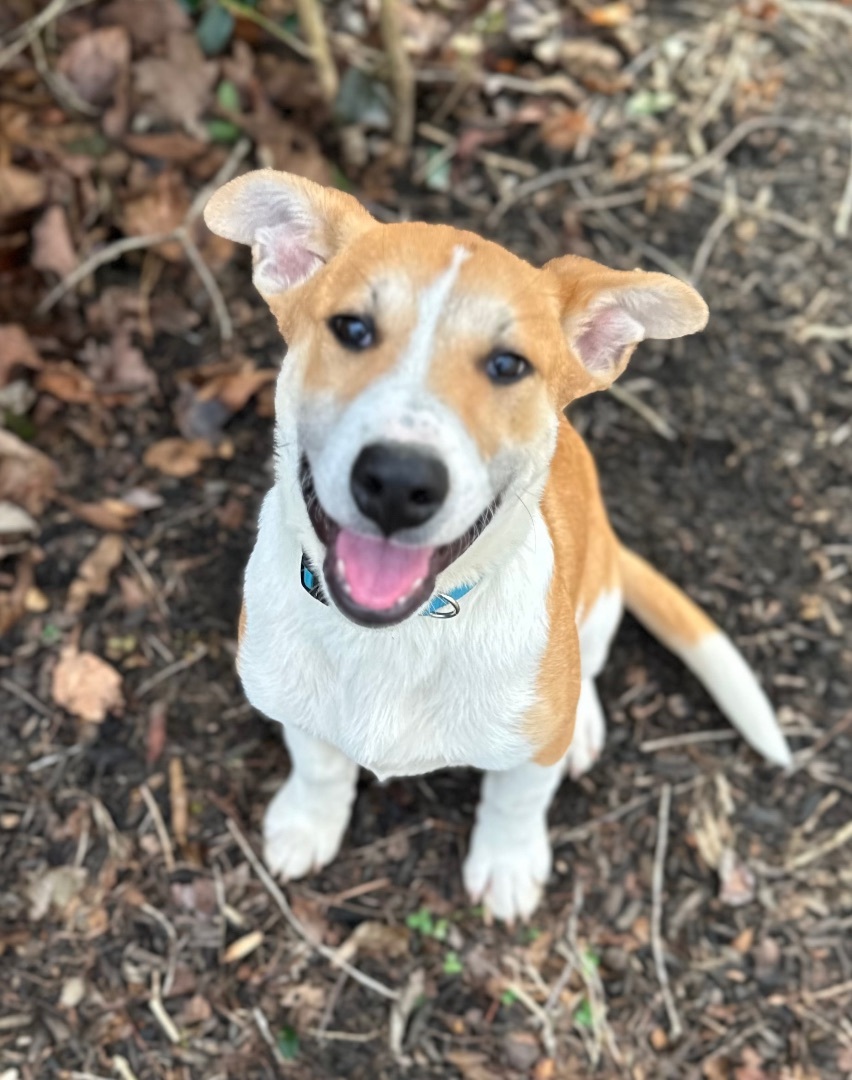 Woody , Adopted, Puppy Male German Shepherd Dog.