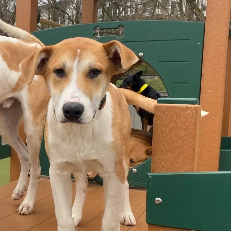 Enlarge Woody , a Adopted German Shepherd Dog in College Grove, TN image 2/6