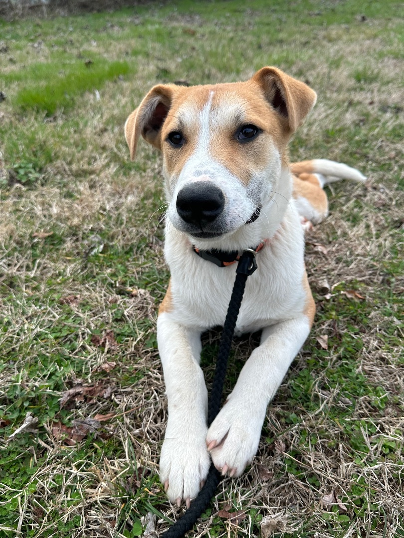 Enlarge Woody , a Adopted German Shepherd Dog in College Grove, TN image 3/6