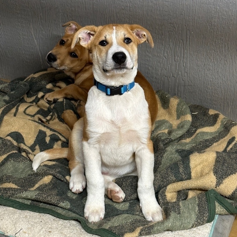 Enlarge Woody , a Adopted German Shepherd Dog in College Grove, TN image 4/6