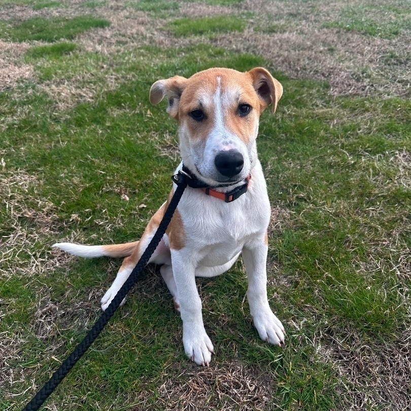 Enlarge Woody , a Adopted German Shepherd Dog in College Grove, TN image 5/6