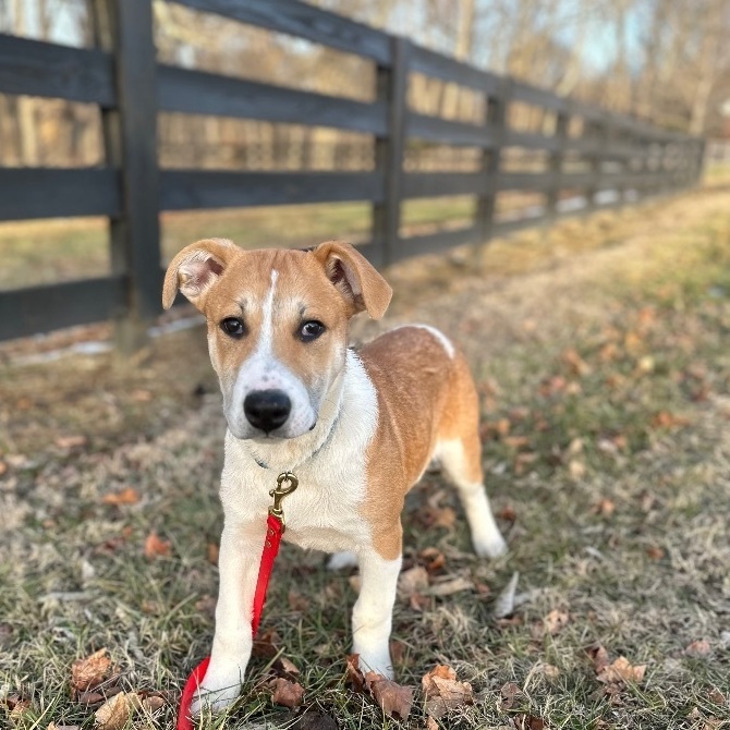 Enlarge Woody , a Adopted German Shepherd Dog in College Grove, TN image 6/6