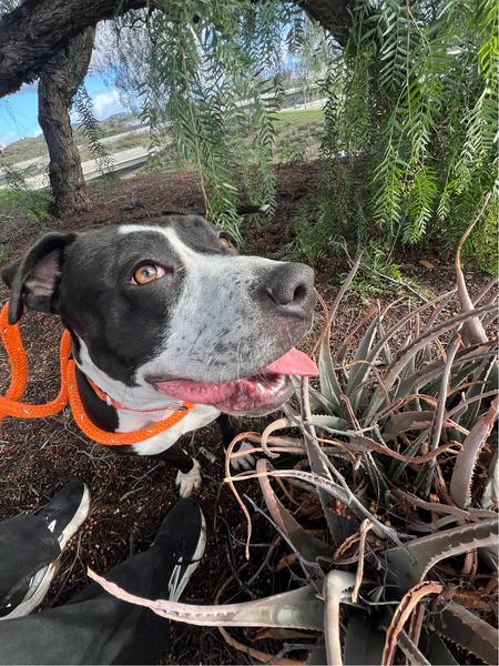 Enlarge Beatrice, a ADOPTABLE Pit Bull Terrier in San Diego, CA image 3/6