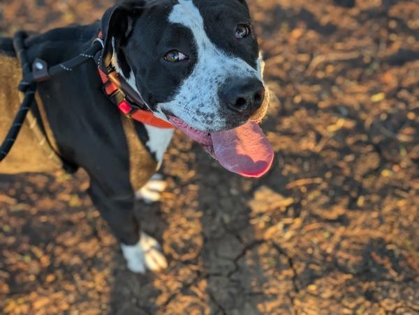 Enlarge Beatrice, a ADOPTABLE Pit Bull Terrier in San Diego, CA image 2/6