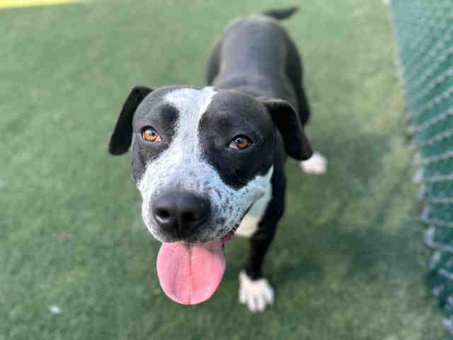 Enlarge Beatrice, a ADOPTABLE Pit Bull Terrier in San Diego, CA image 5/6