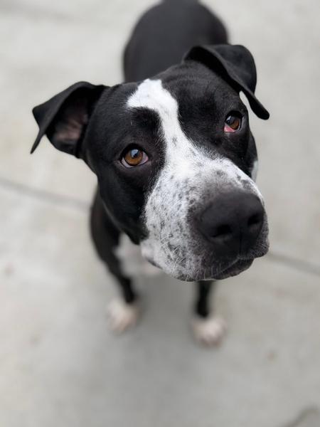 Enlarge Beatrice, a ADOPTABLE Pit Bull Terrier in San Diego, CA image 4/6
