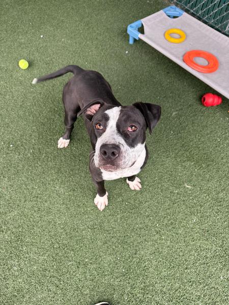 Beatrice, ADOPTABLE, Adult Female Pit Bull Terrier.