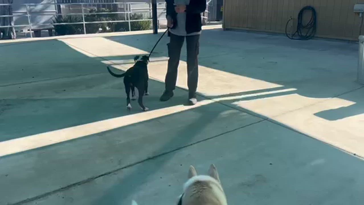 Enlarge Beatrice, a ADOPTABLE Pit Bull Terrier in San Diego, CA video 6/6