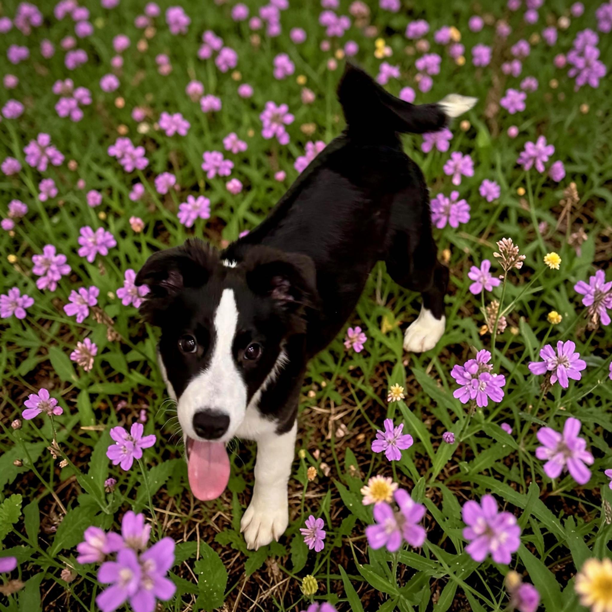 Enlarge Fluffy, a ADOPTABLE mixed breed in Orlando , FL image 2/4