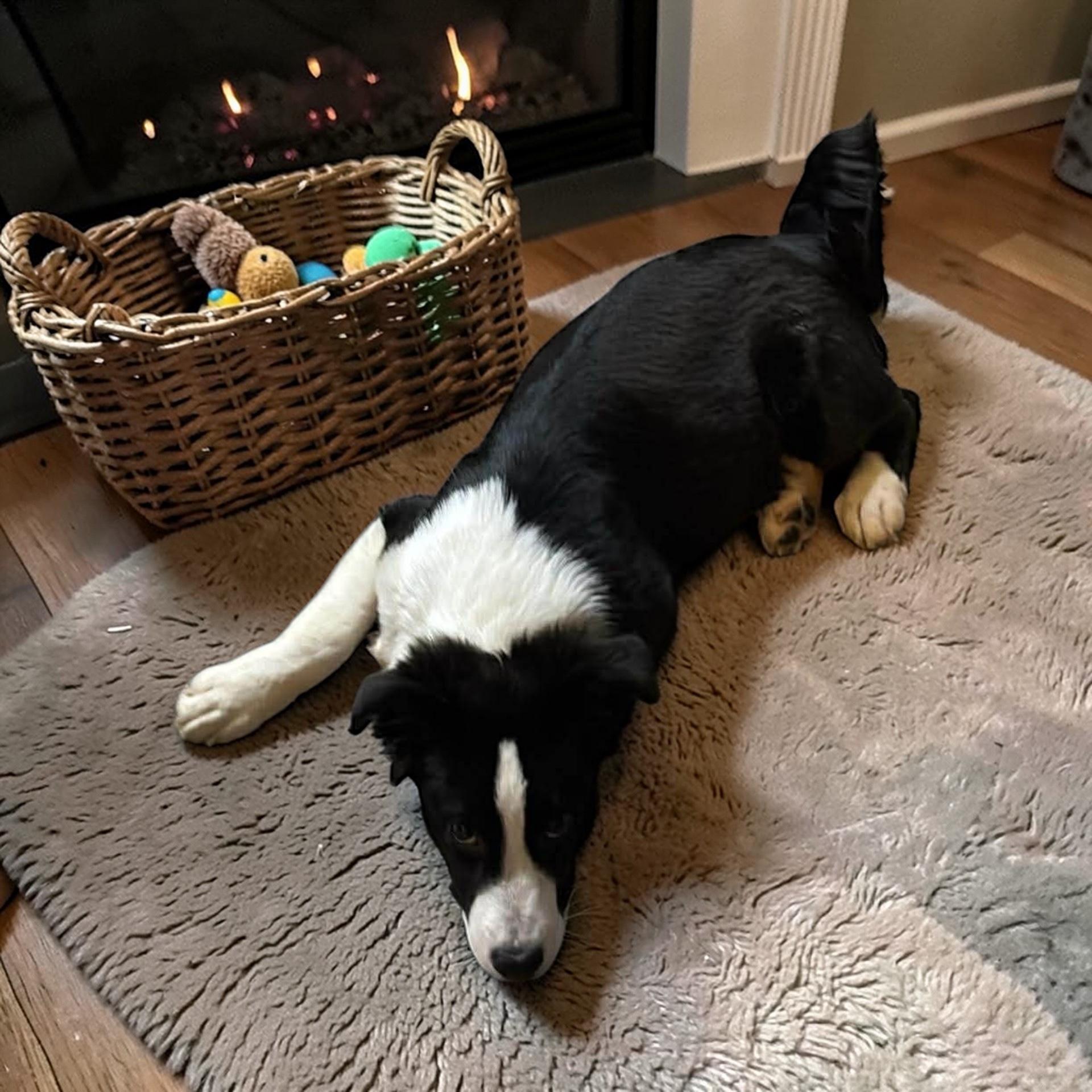 Enlarge Fluffy, a ADOPTABLE mixed breed in Orlando , FL image 3/4