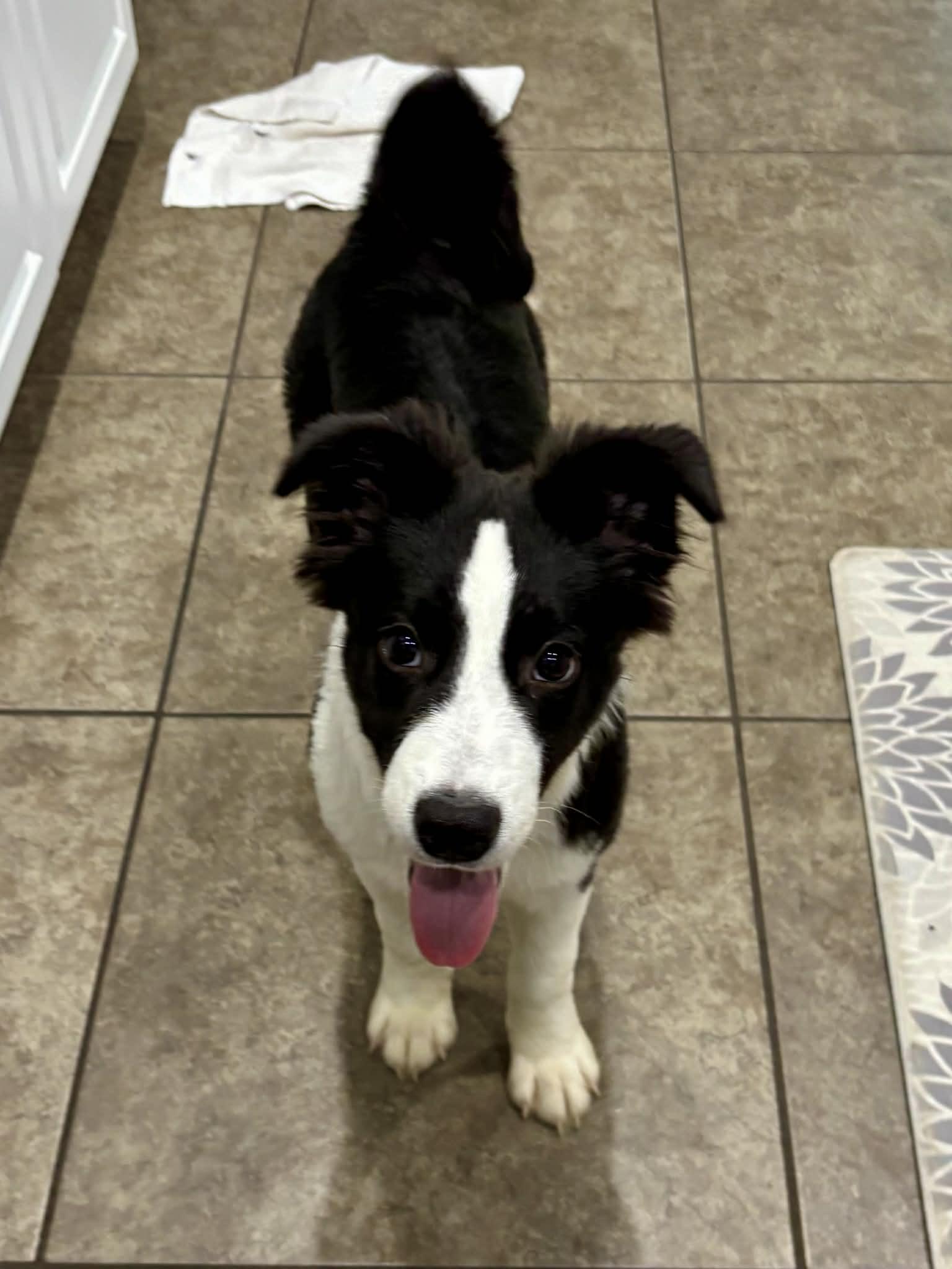 Enlarge Fluffy, a ADOPTABLE mixed breed in Orlando , FL image 4/4